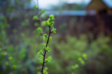 Hawthorn bush in the garden. Shallow depth of field.
