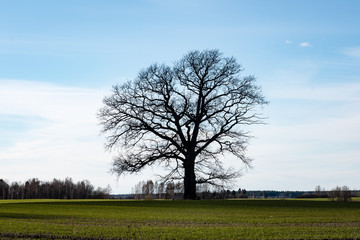 fir trees on a meadow down the will to coniferous forest in foggy forest