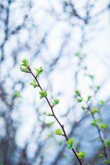Hawthorn bush in the garden. Shallow depth of field.