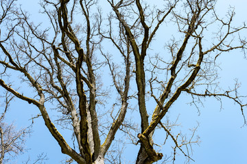 Trees in the forest - the crown of leaves against the sky