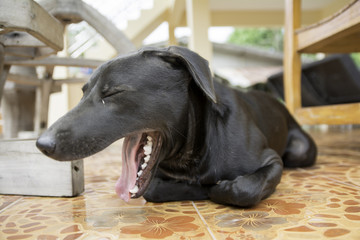 close-up of black dog  yawn