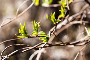 spring blossoms and leaves on blur background