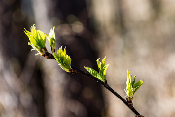 spring blossoms and leaves on blur background