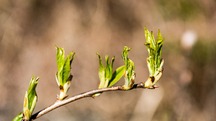 spring blossoms and leaves on blur background
