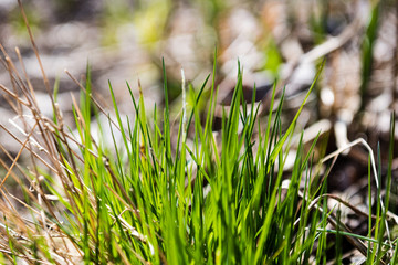 sunny meadow with flowers and green grass