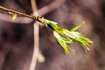 spring blossoms and leaves on blur background