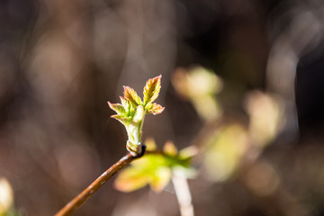 spring blossoms and leaves on blur background