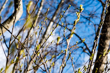 Trees in the forest - the crown of leaves against the sky