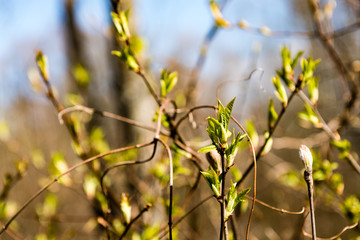 Trees in the forest - the crown of leaves against the sky