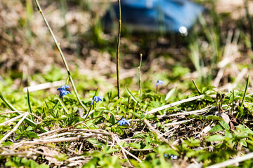 sunny meadow with flowers and green grass