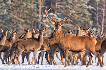 Naklejka na ściany i meble Great noble deer surrounded by herd.Portrait of a deer, while looking at you.Adult deer with big beautiful horns on snowy field on forest background. Desired trophy for hunters.Winter.Belarus, Europe
