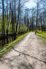 forest road with sun rays in the morning