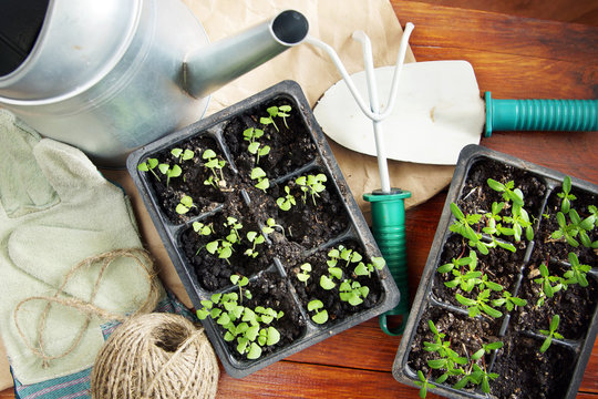 Gardening composition with seedlings for transplantation and garden tools