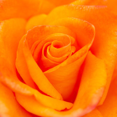 Background of the petals. Orange rose close-up.