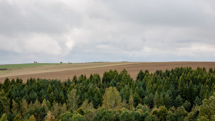 fir trees on a meadow down the will to coniferous forest in foggy forest