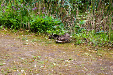 Flock of Ducks