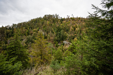 fir trees on a meadow down the will to coniferous forest in foggy forest