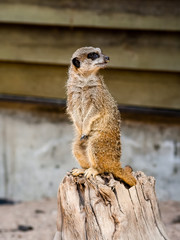 A suricate Suricata suricatta standing on a log