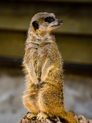 A suricate Suricata suricatta standing on a log