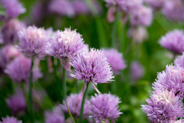 Green onion in flowering pink close-up.