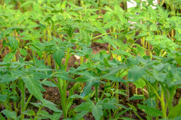 saplings tomato growing in the greenhouse