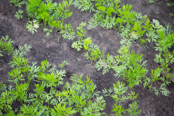 Plantation of young carrots shoots sprouts in a garden outdoors.