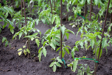 Plantation of young seedlings with tomatoes in the garden outdoors.