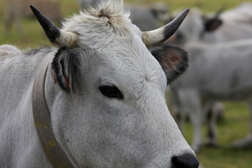 Portrait de vache gasconne dans les Pyrénées