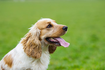 Portrait of a spaniel dog looking sideways