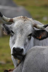 Portrait de vache gasconne dans les Pyrénées