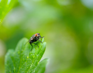 Fototapeta na wymiar fly the vacationer on a green leaf in a garden