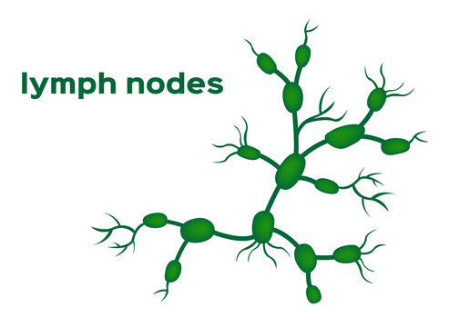 Lymph Nodes Vector
