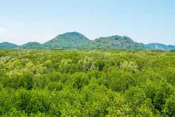 mangrove  forest inThailand