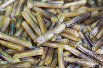 Solenidae or Razor clams