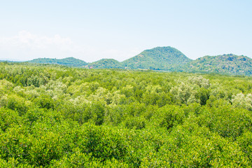 mangrove  forest inThailand
