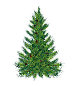Single pine tree, isolated on white background. Vector
