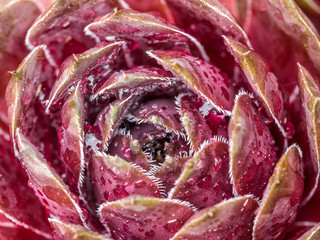 Steinrose