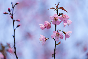 Wild Himalayan Cherry
