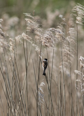 Bird in the reeds