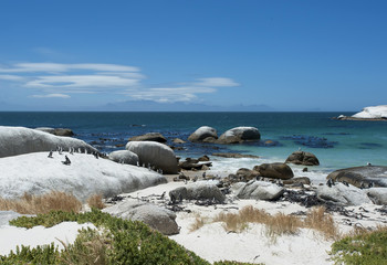 Penguin colony in South Africa