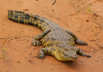 Crocodile on the sand
