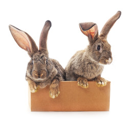 Two rabbits in a box.