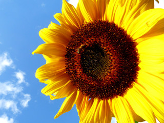 Sonnenblumbe