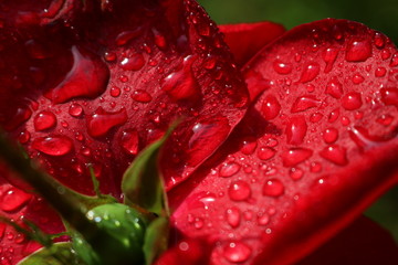 Red romantic roses 