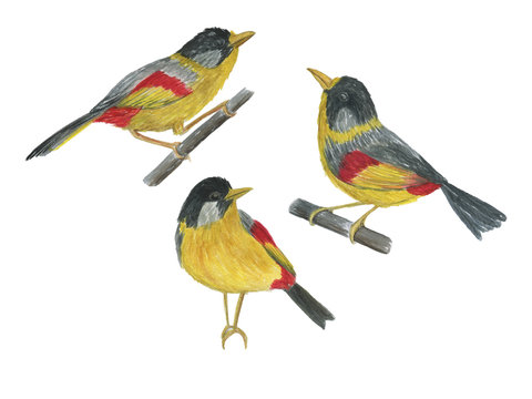 Watercolor painting birds (Silver-eared Mesia) set