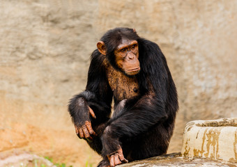 The portrait of black chimpanzee