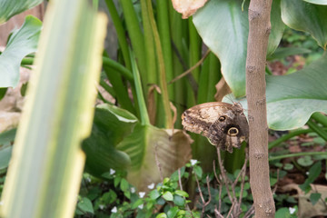 Butterfly on branch