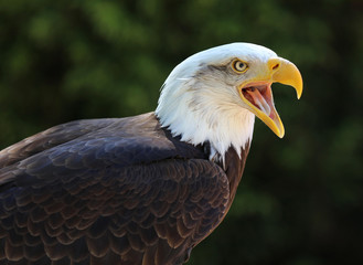 Close up of a Bald Eagle calling