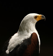 Portrait of a Sea Eagle looking proud against a black background