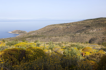 Fototapeta na wymiar colorful greek landscape with flowers on peloponnese and blue sea in the background with head of brown cow